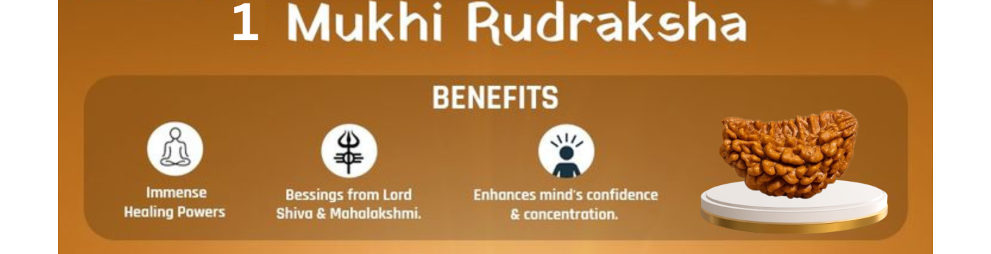 1 Mukhi Rudraksha