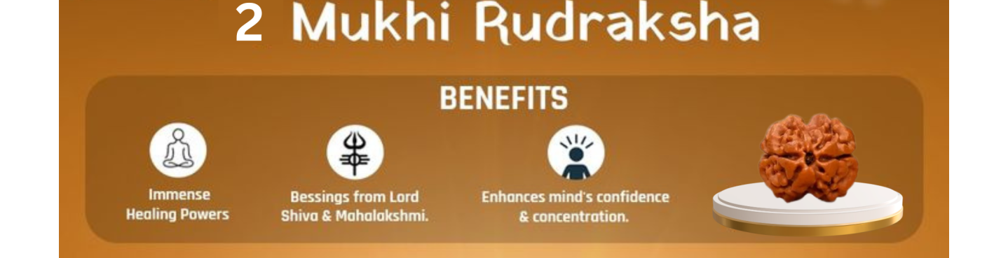 2 Mukhi Rudraksha