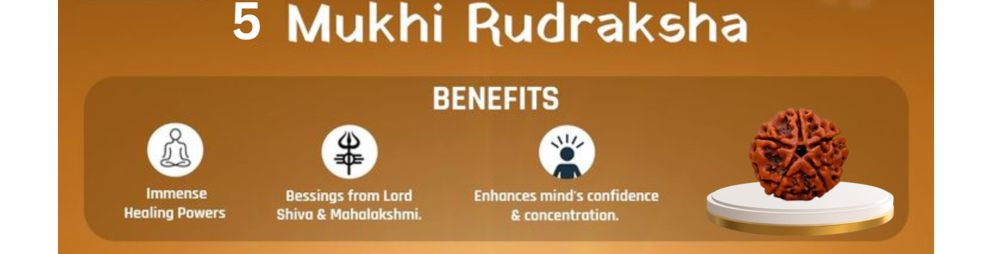 5 Mukhi Rudraksha