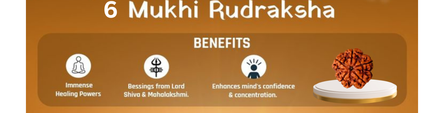6 Mukhi Rudraksha