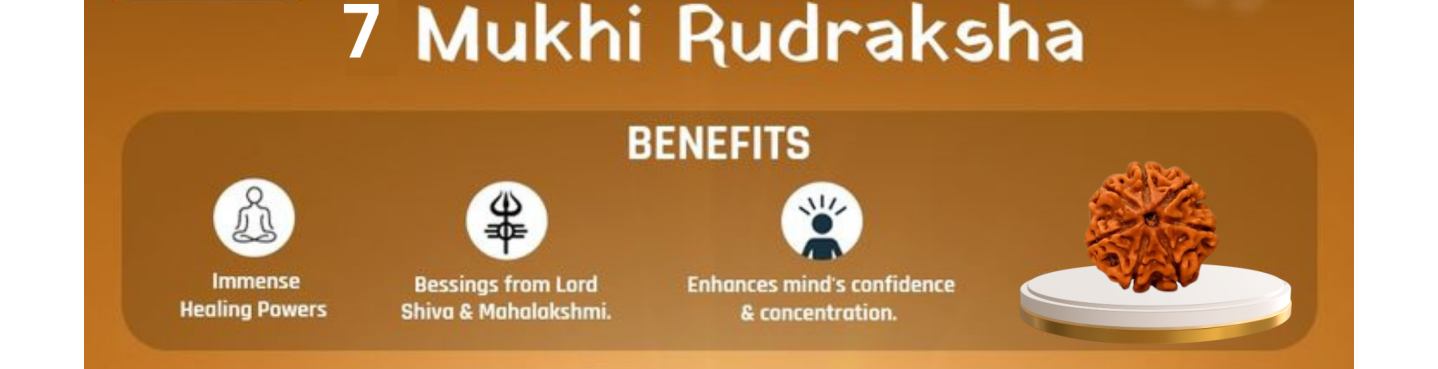 7 Mukhi Rudraksha
