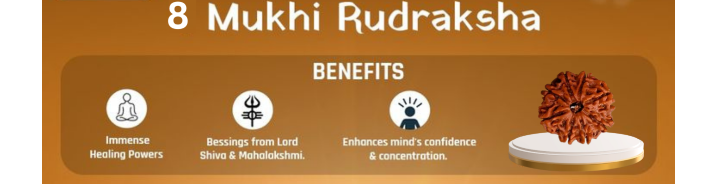 8 Mukhi Rudraksha