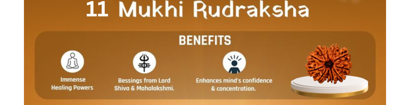11 Mukhi Rudraksha