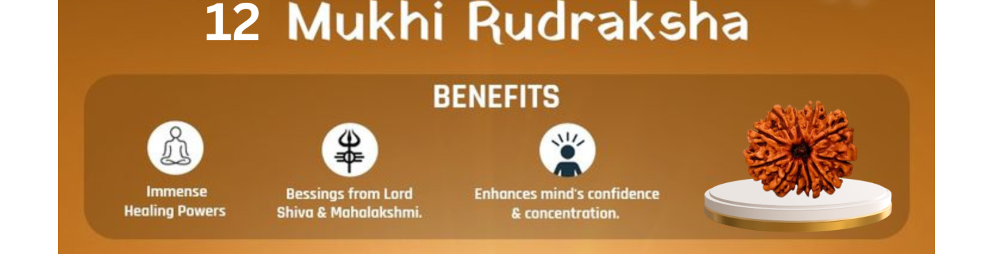 12 Mukhi Rudraksha