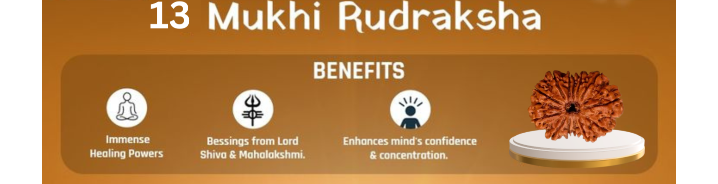 13 Mukhi Rudraksha